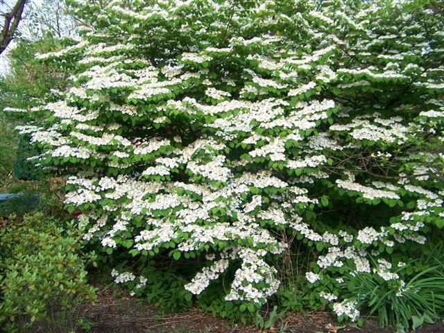 Shasta Doublefile Viburnum bush